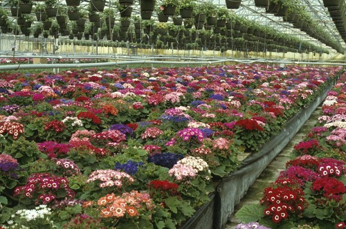 A picture of pink, red, purple, and white flowers growing in a greenhouse..