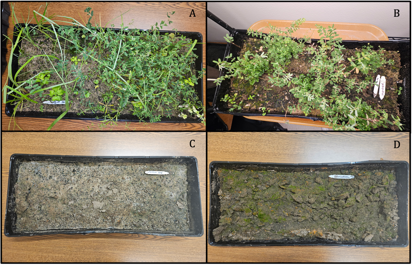 A photo collage of four plastic trays filled with soil. The two trays above contain weeds, and the trays below do not.