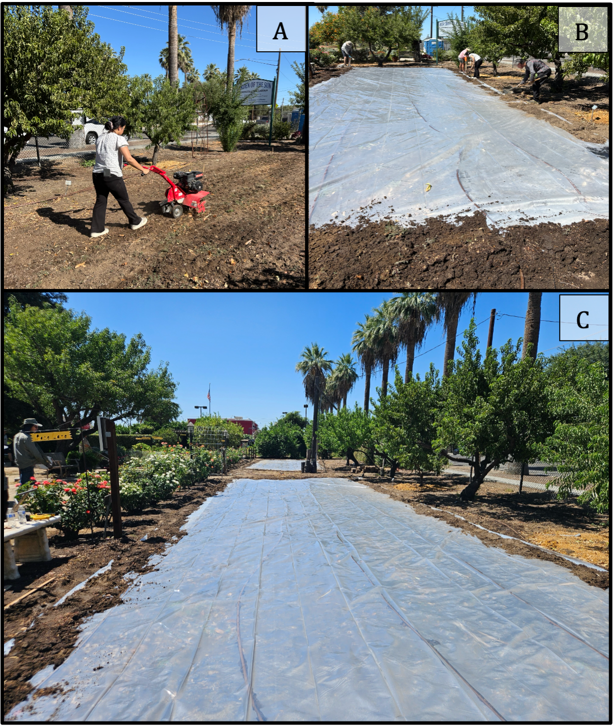 A photo collage of field test plots covered with plastic tarp