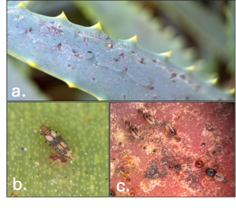 Three close-up photos: succulent leaf with small spines and clusters of scale insects