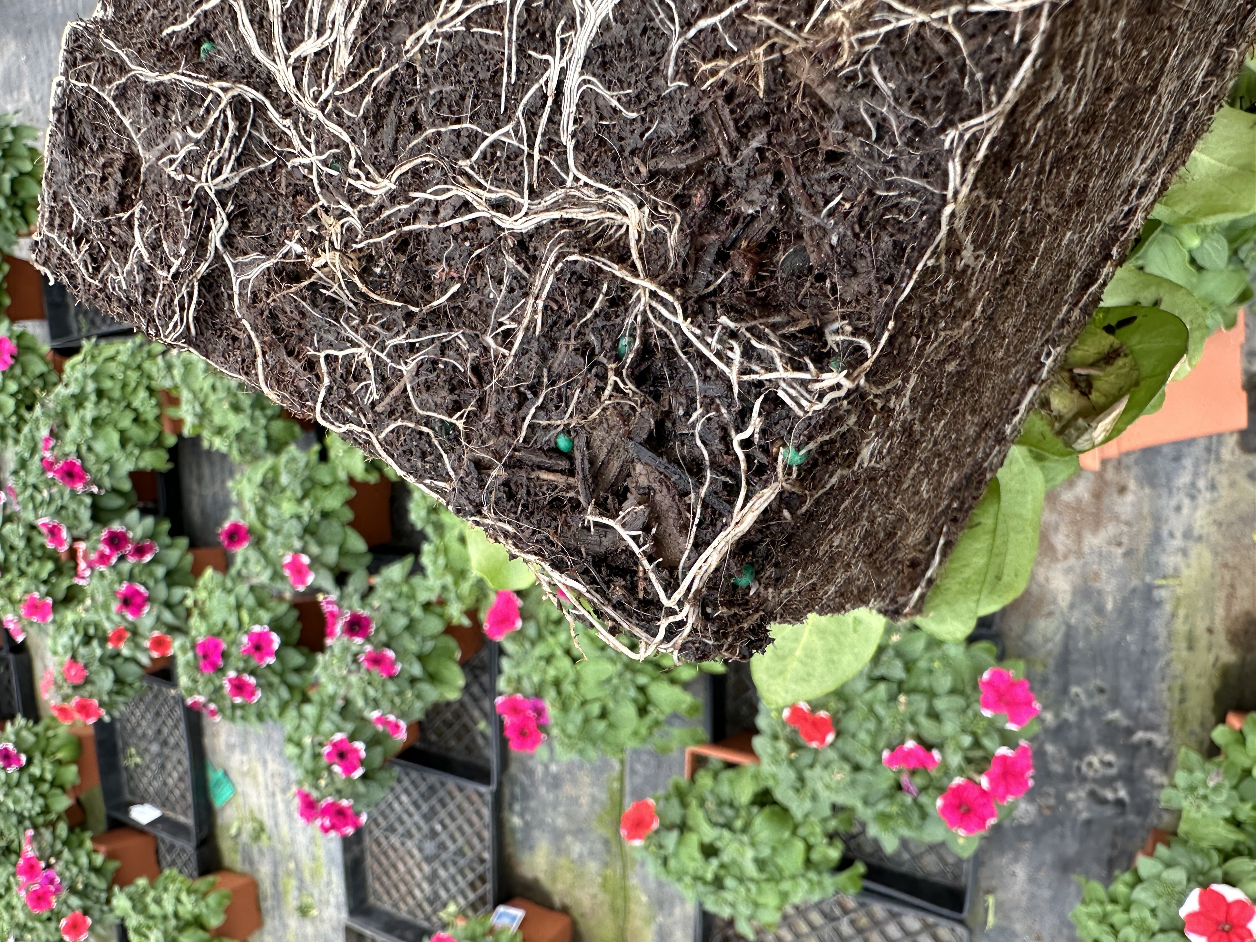A flowering ornamental plant turned out of its pot to show roots and potting soil with green prills of controlled release fertilizer.