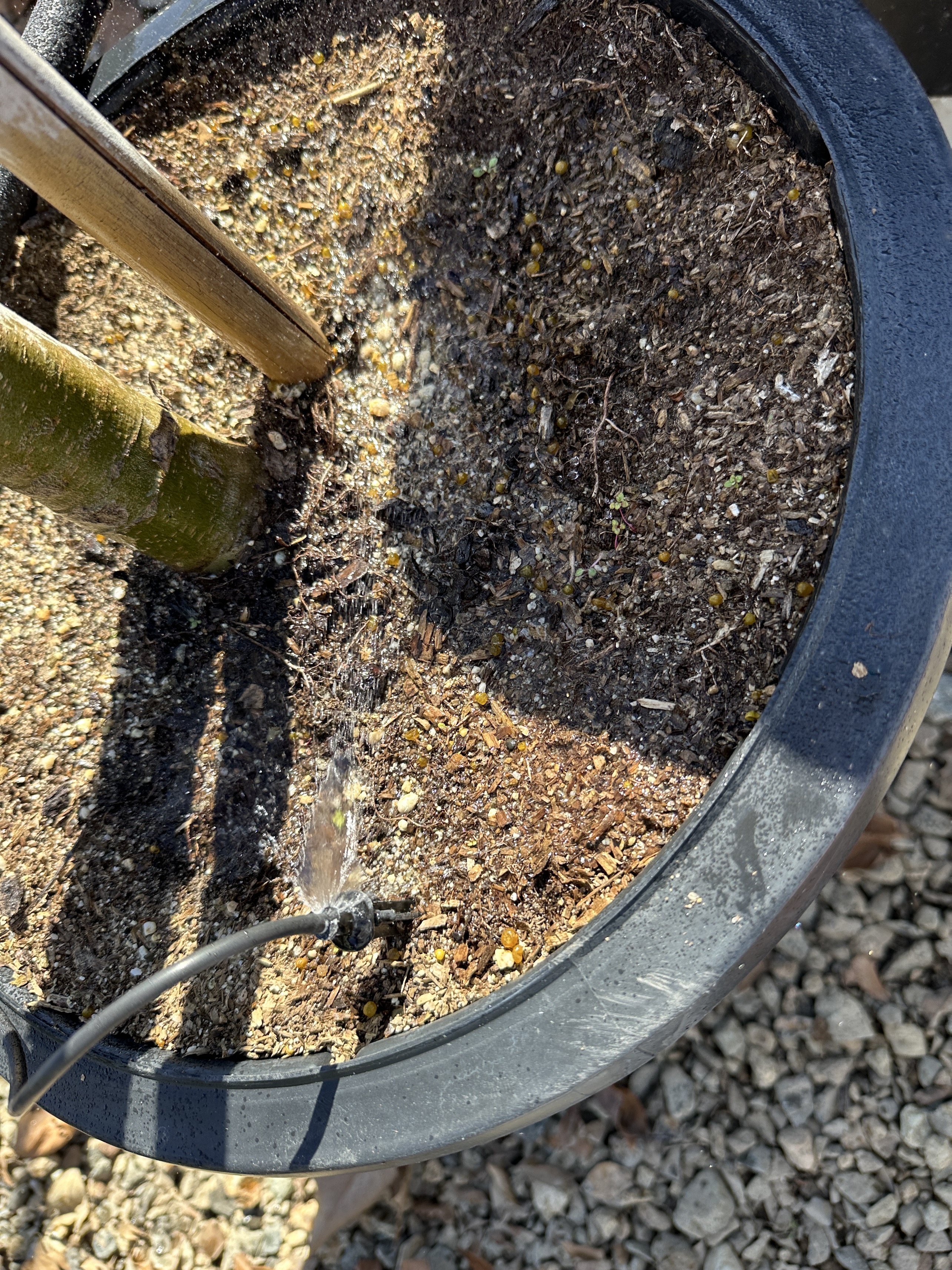 A large pot with an irrigation drip line.