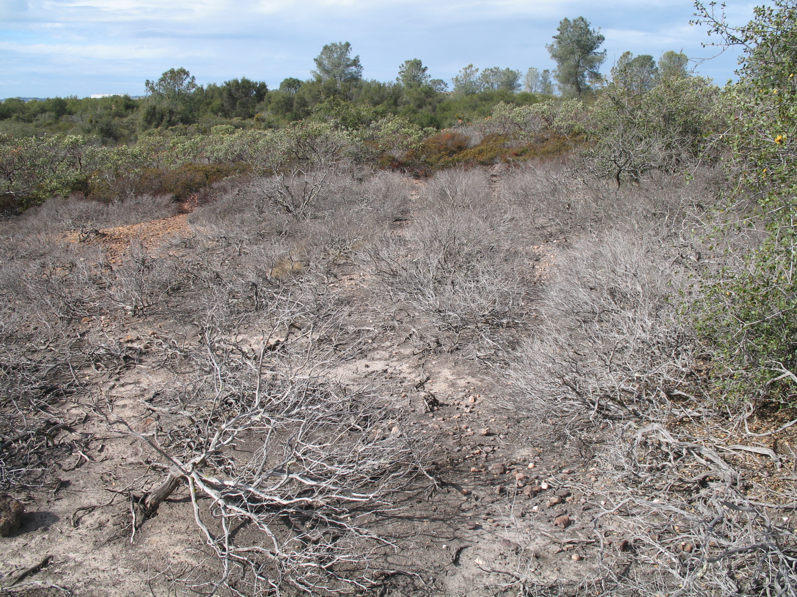 Dead plants in a restoration site.