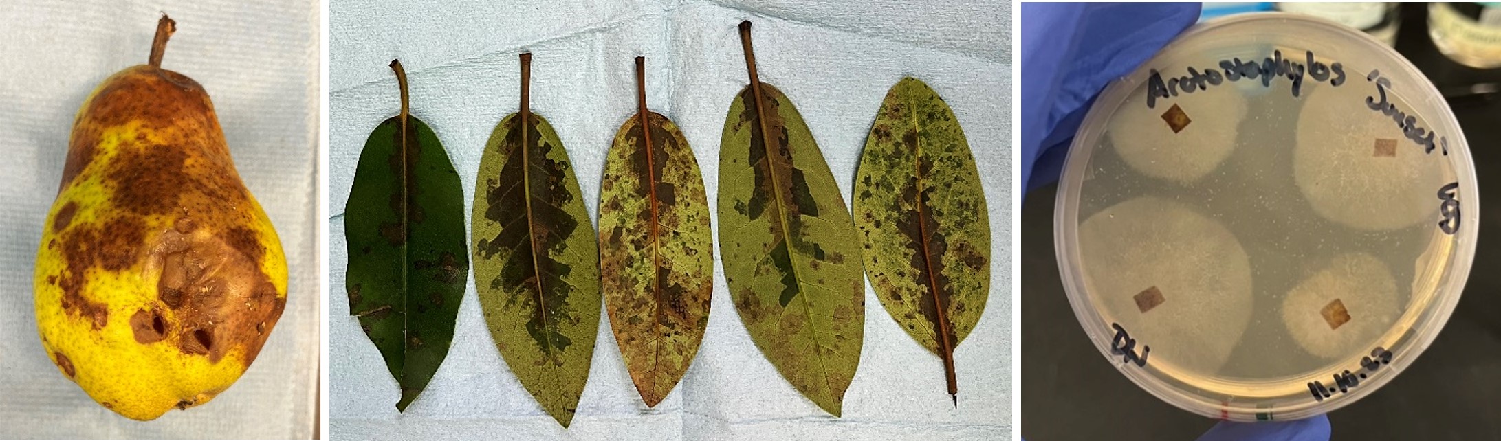 A collage of three photos. Left, a pear with brown lesions. Center, five rhododendron leaves with watersoak lesions. Right, four pieces of pear skin on a petri plate with oomycete colonies growing from each piece.
