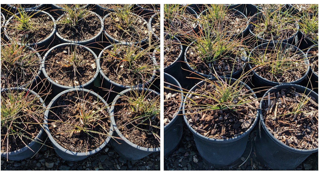 Plants growing in pots with and without bark acting as mulch at a nursery