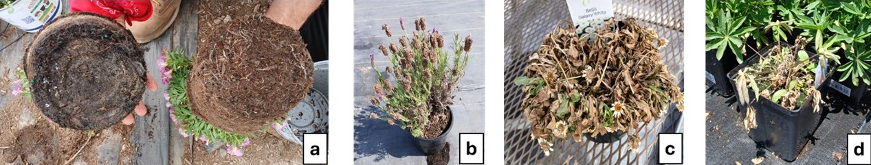 Four photos of plants showing root rot, wilting, and foliar necrosis.