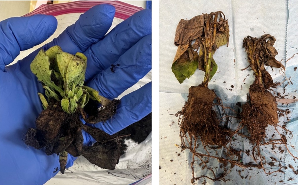 Two photos of young plants showing symptoms of Pythium root rot