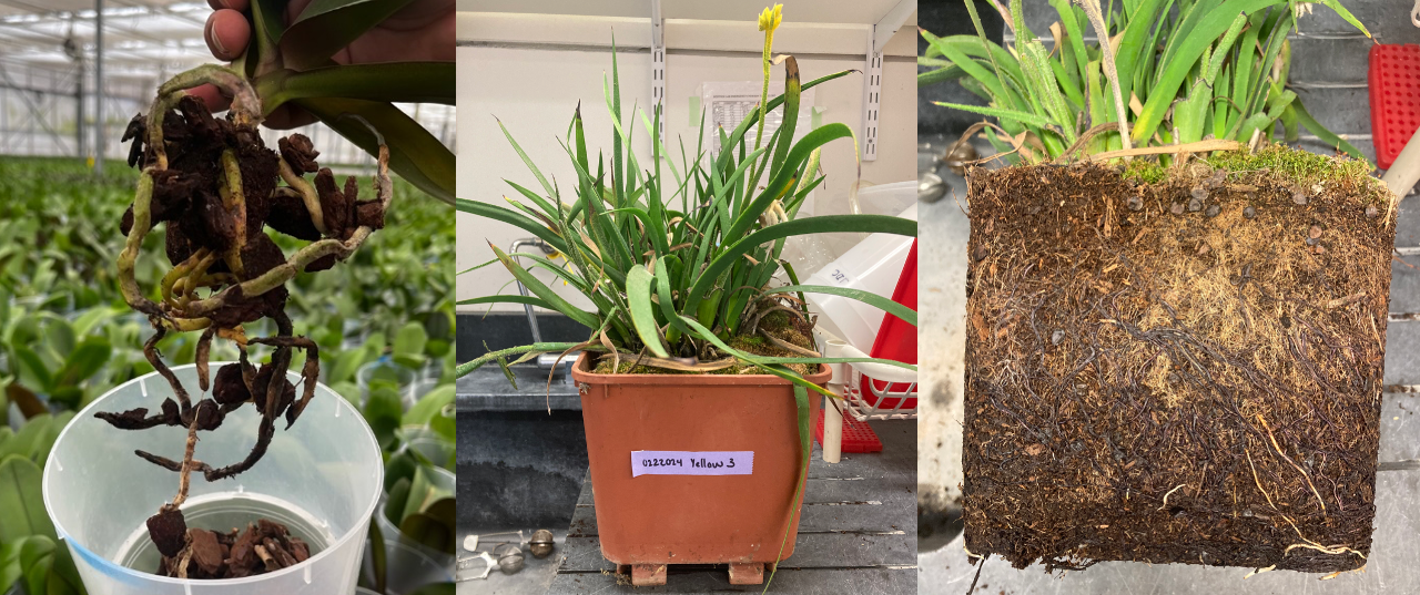 Three photos of plants with rotten roots and leaf necrosis.