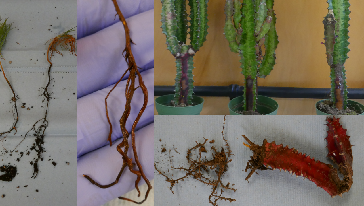 A collage of photos showing pine saplings with root rot and needle blight, and African milk tree samples showing root rot and stem lesions.
