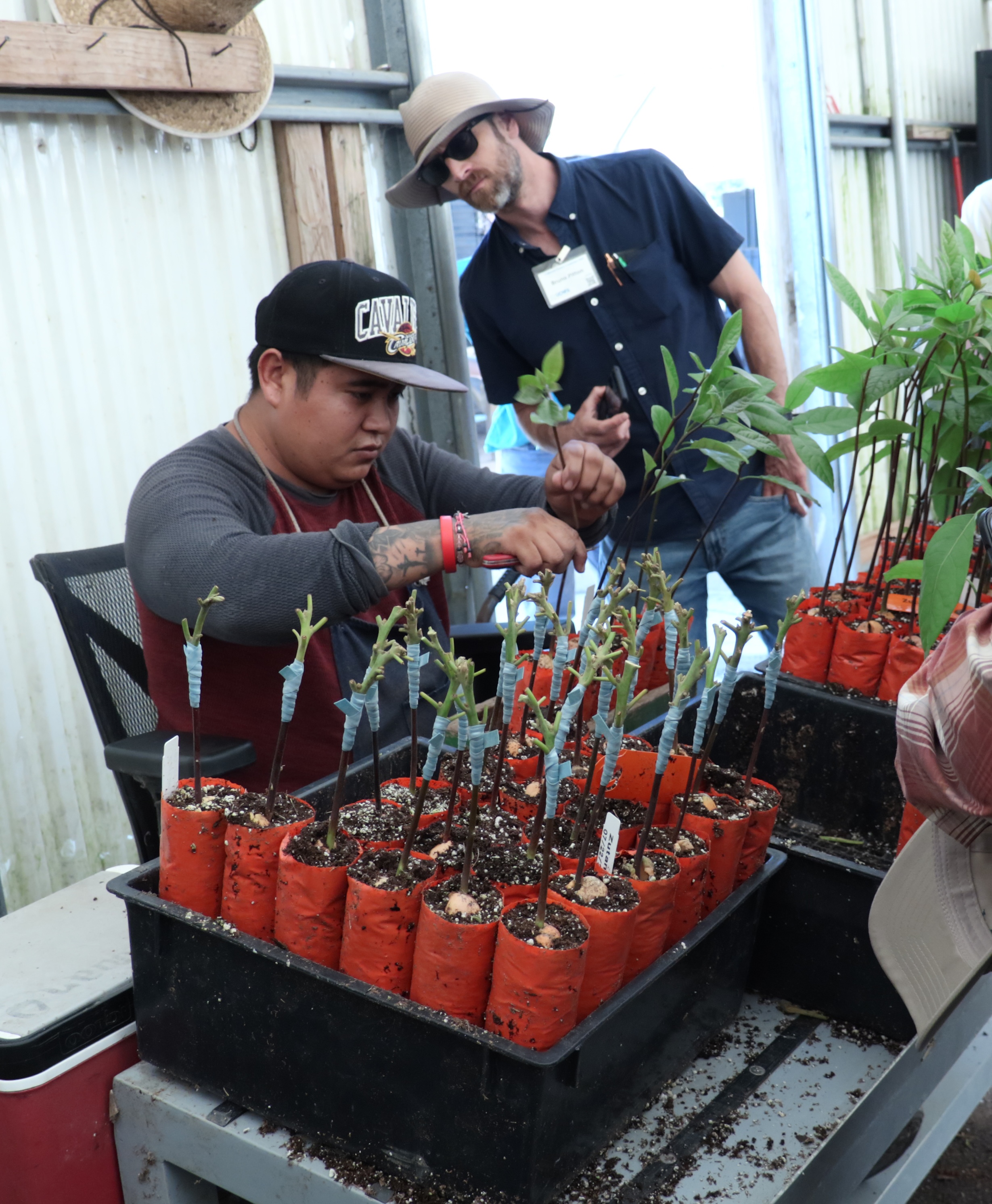 A UC Cooperative Extension advisor watching an avocado grafting demonstration