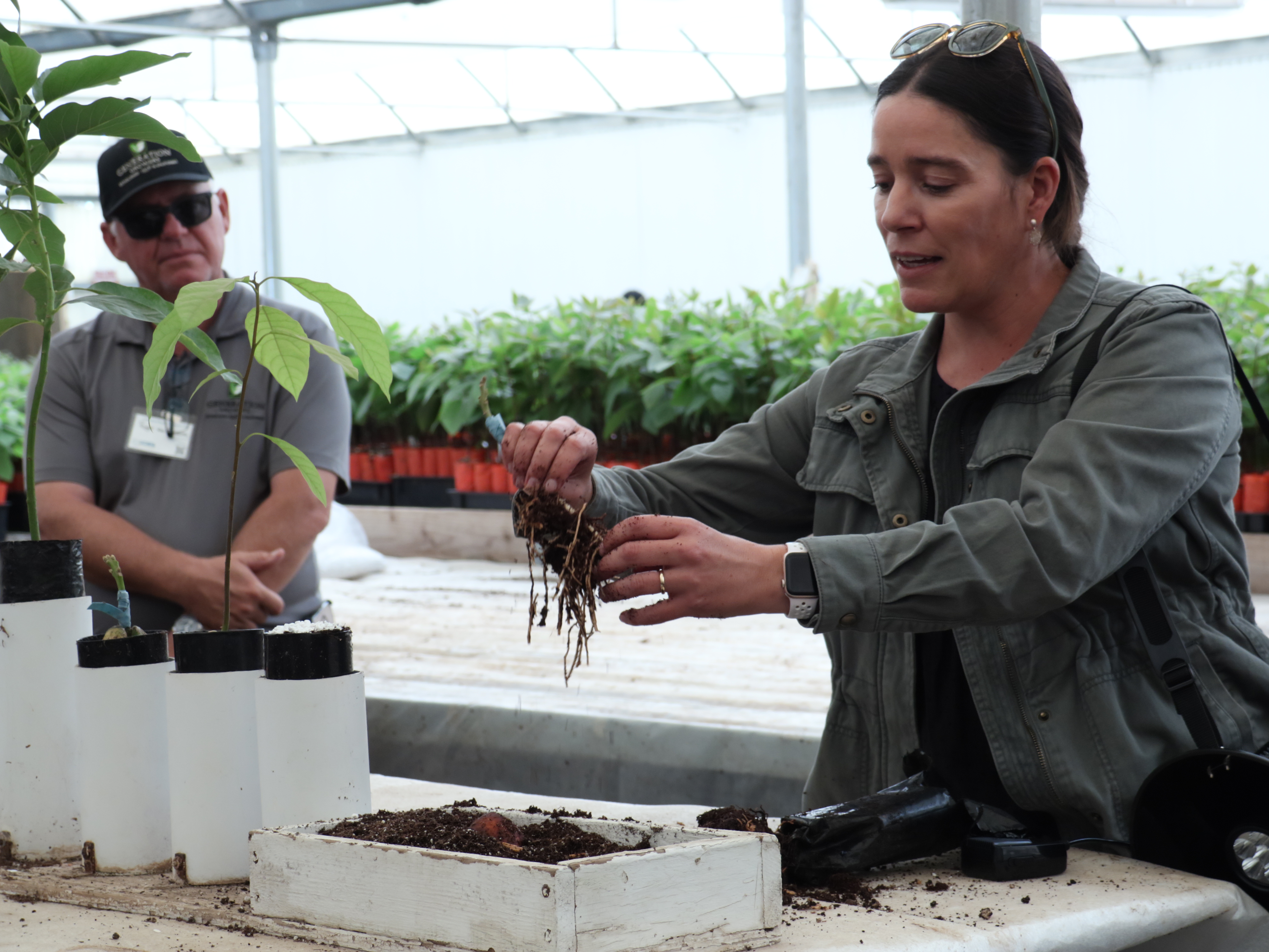A women holding up a twice-grafted avocado seedling