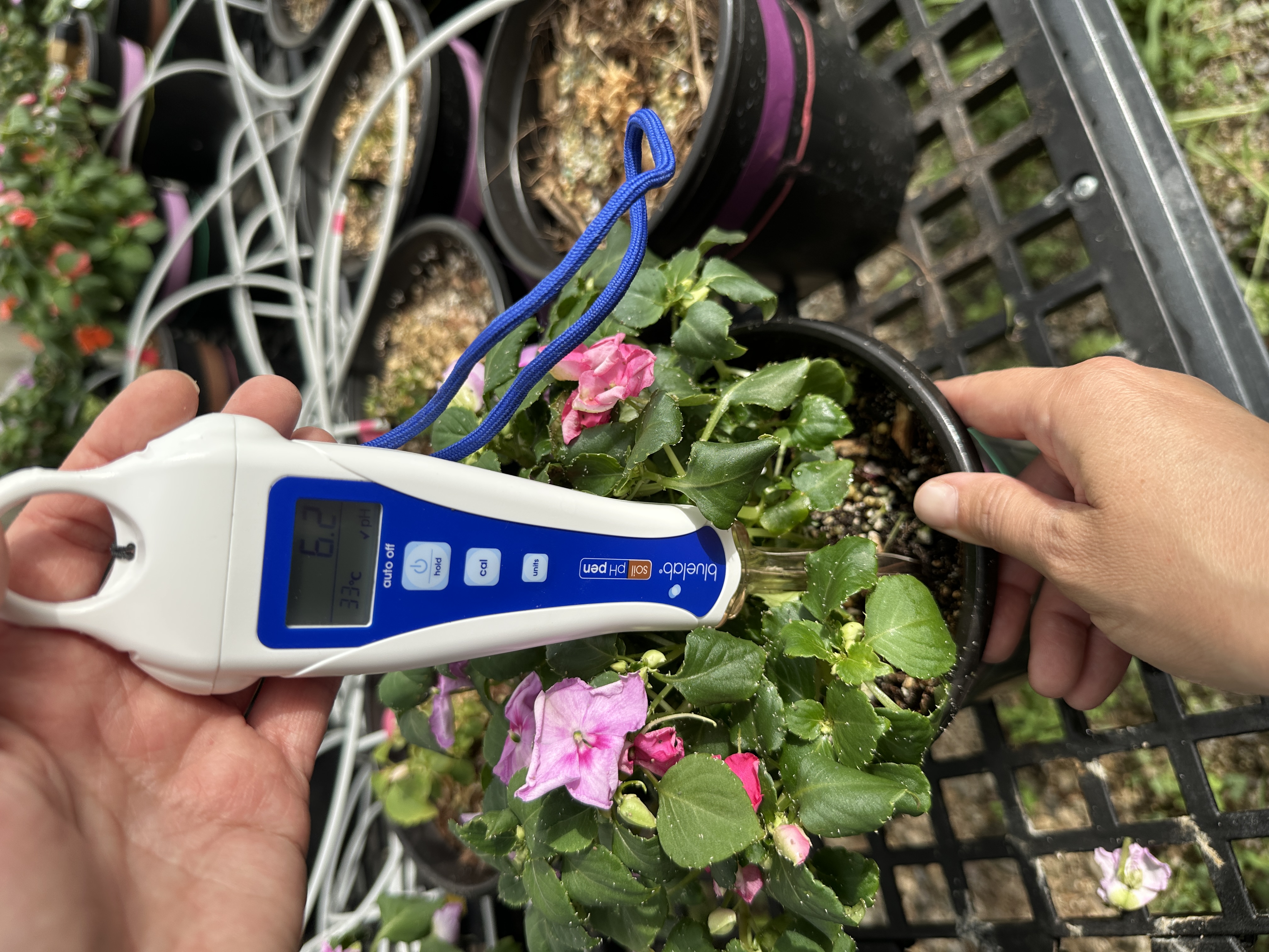 A pH meter testing the soil of a potted plant