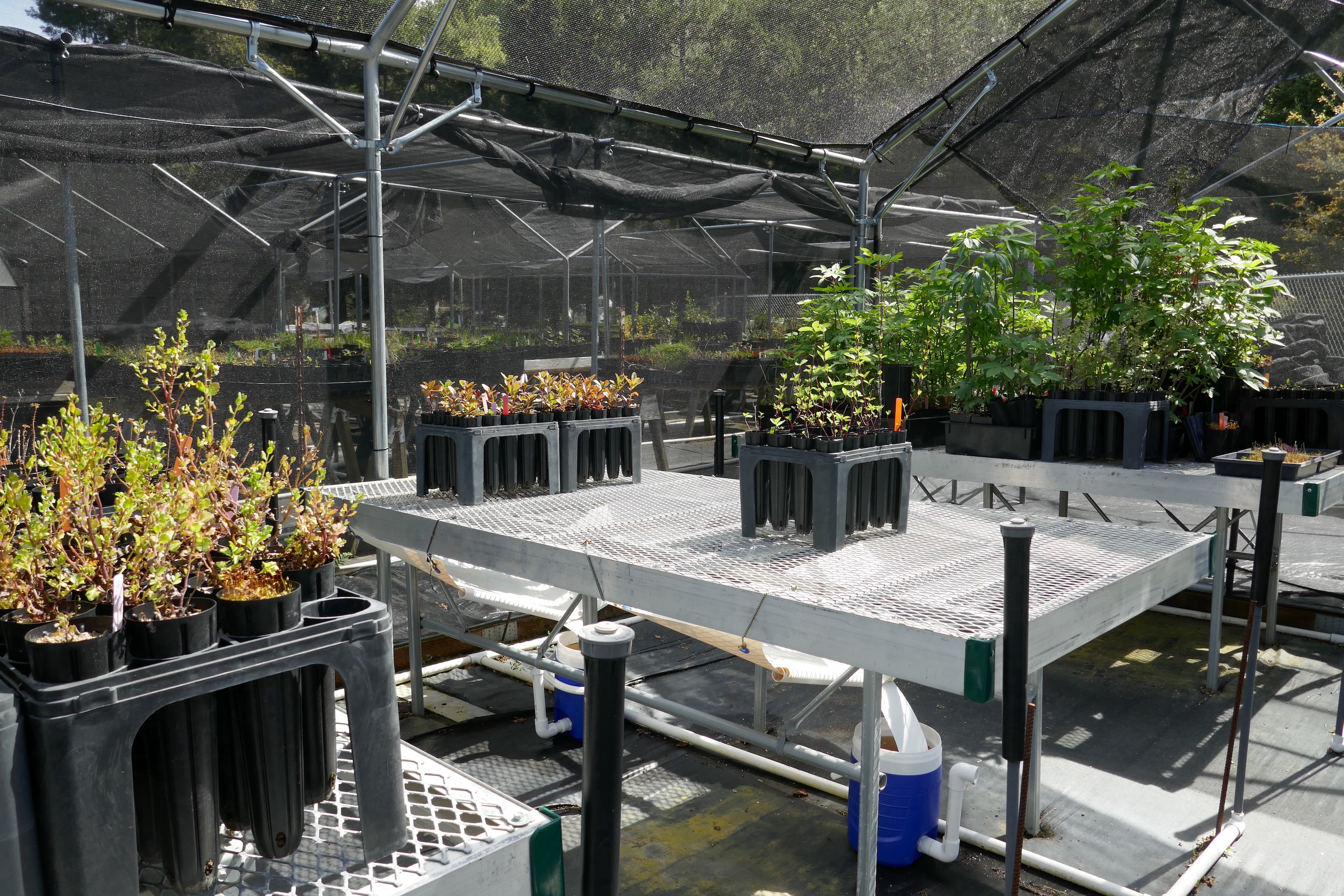 Several trays of plants in cone containers on metal benches over leachate collection equipment.