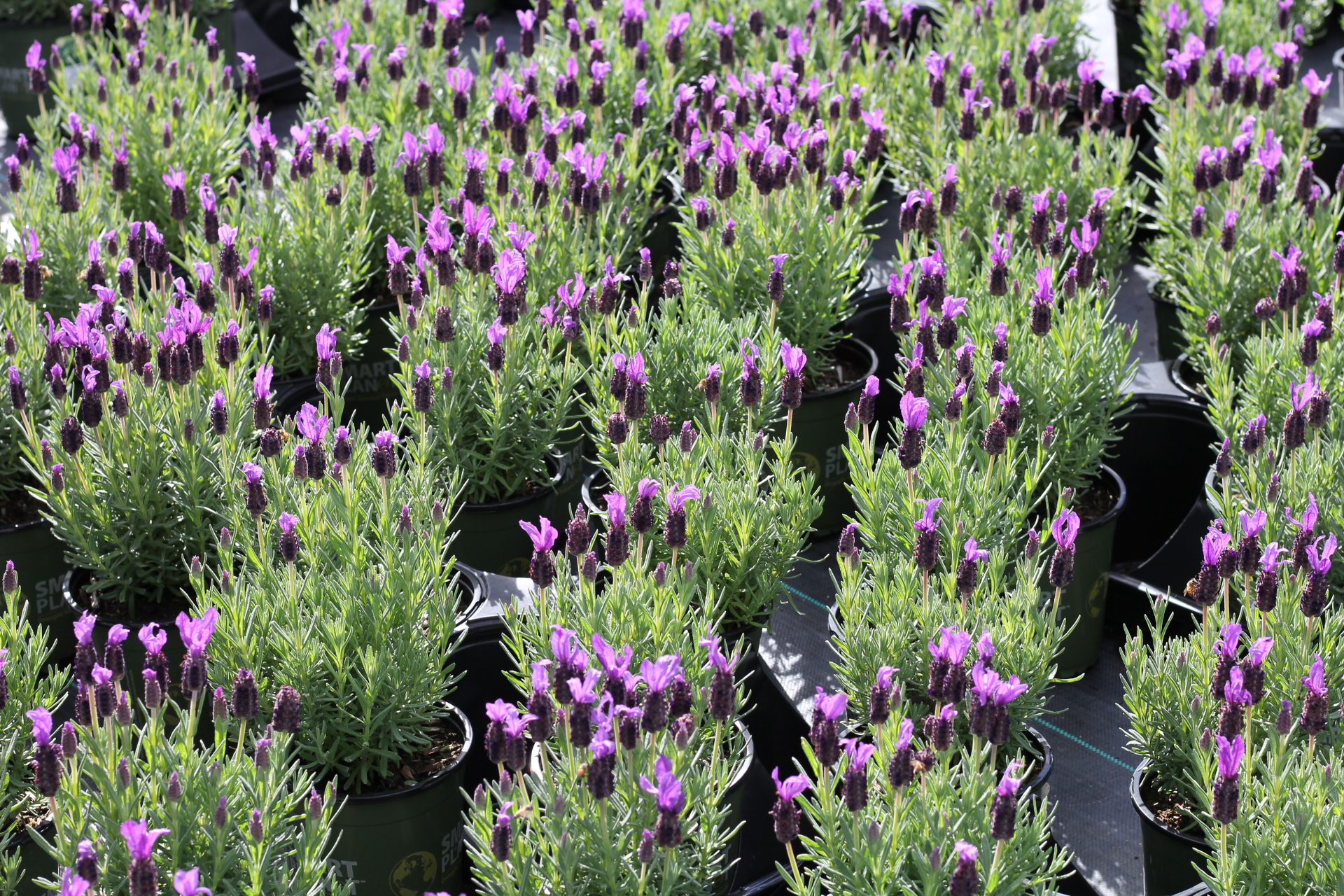 Lavender plants growing in pots in a nursery