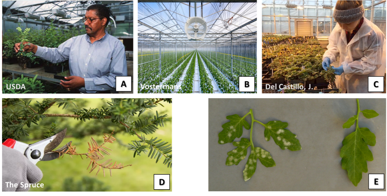 Photos of plants growing in greenhouses, workers examining and trimming plants, and a leaf covered in mildew next to a healthy leaf.