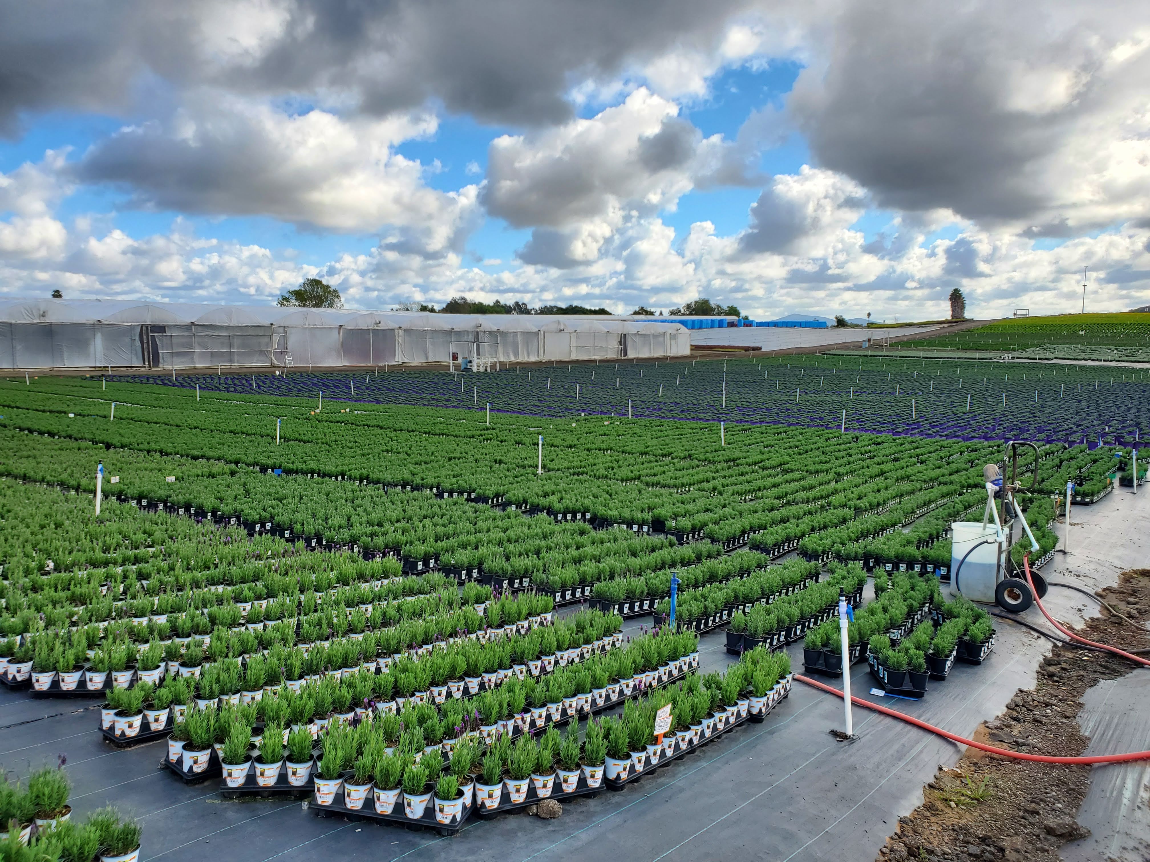 Lush green plants in rows under a cloudy blue sky, with a watering system in the foreground.