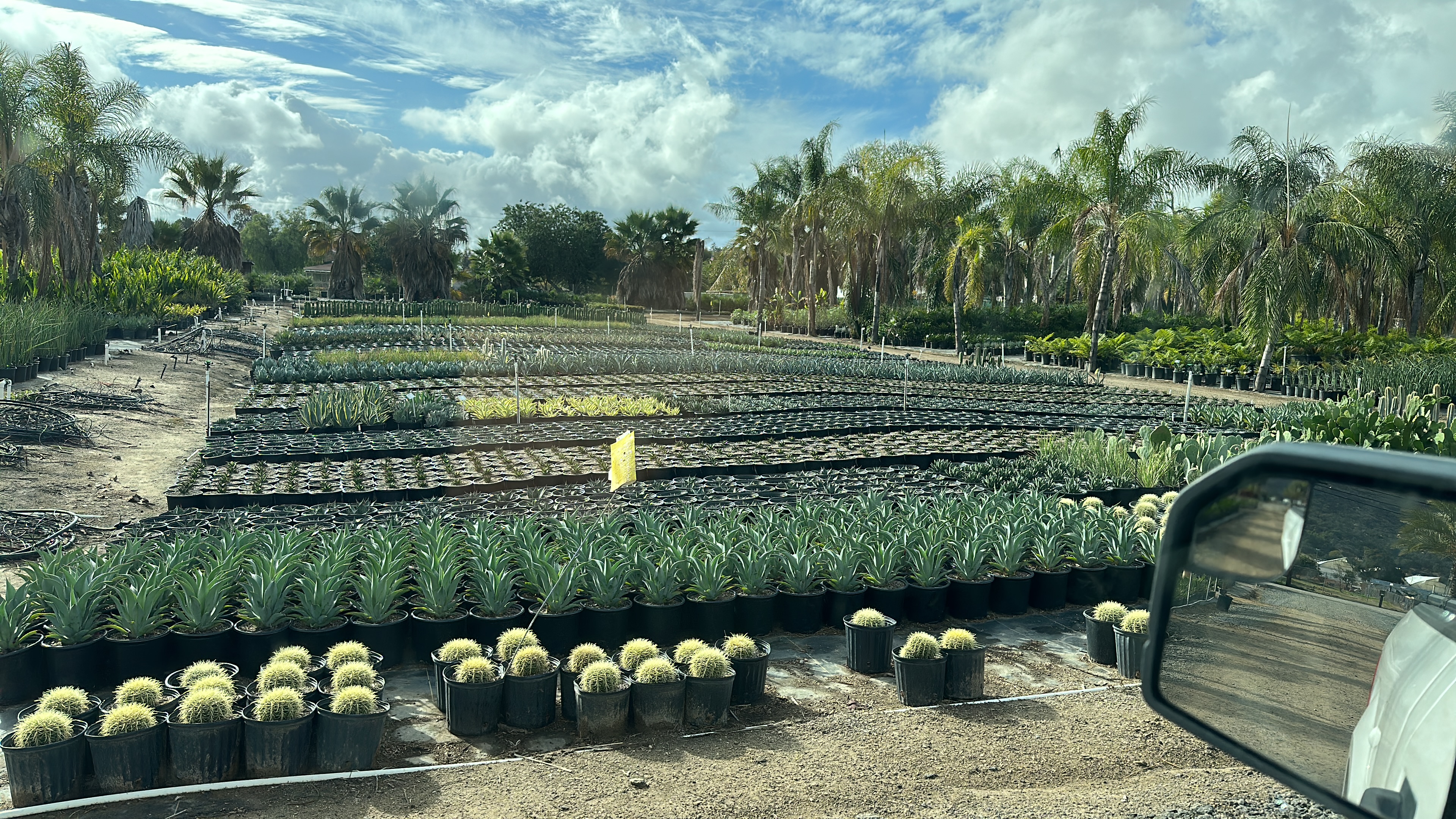 nursery plants in containers growing in rows on the ground