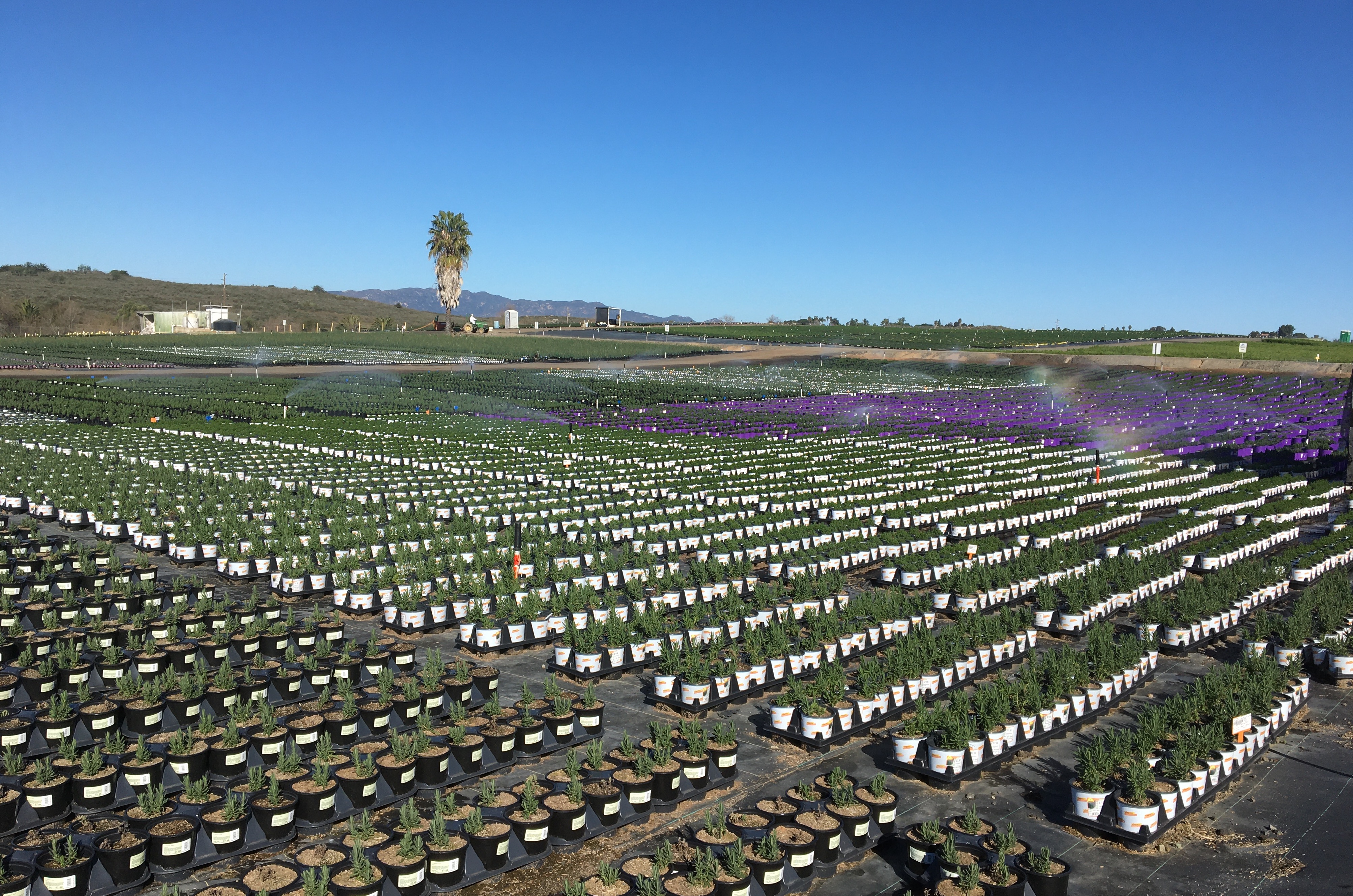 a large plant nursery 