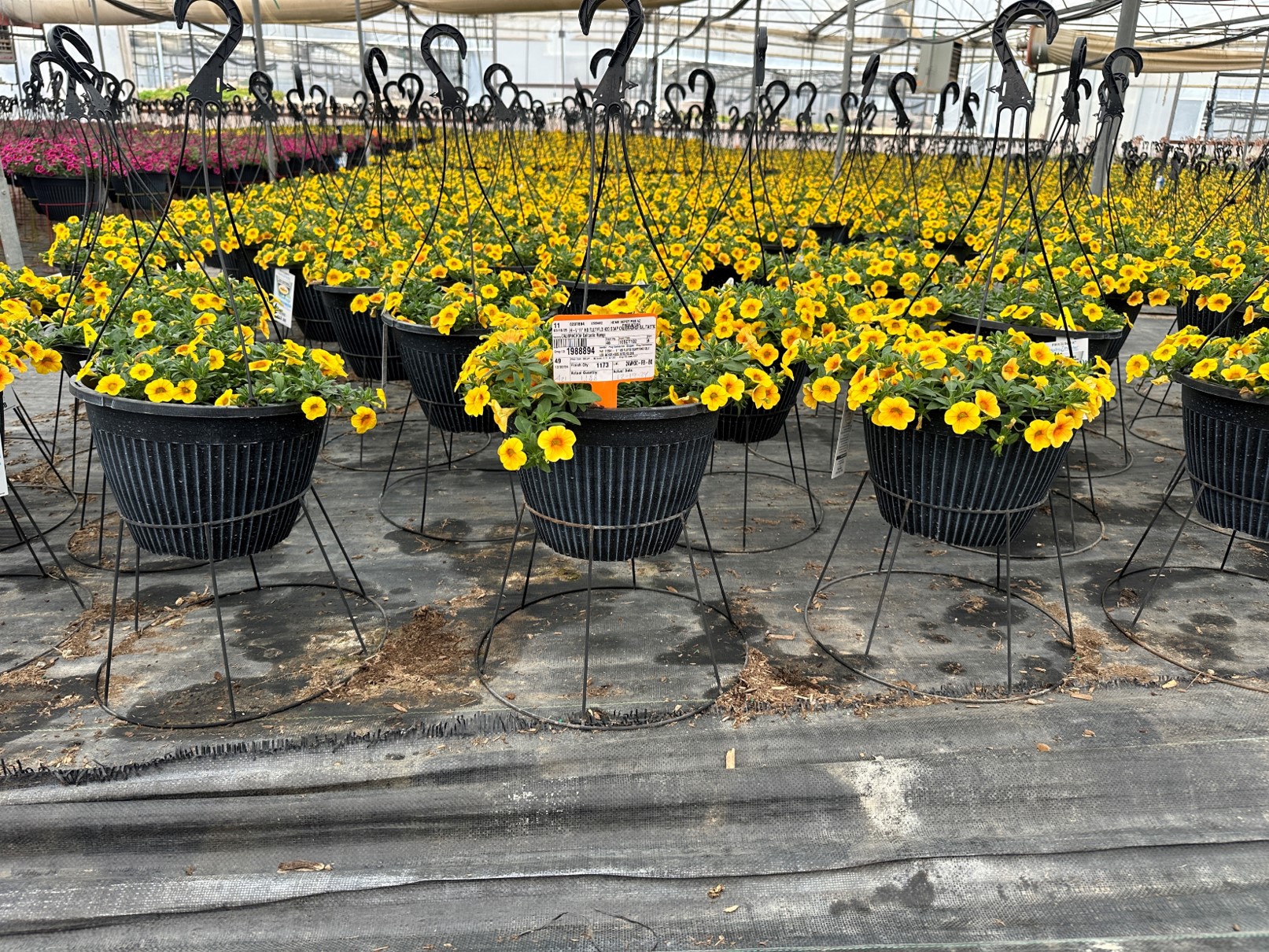 Hanger pots of yellow flowers growing raised off the ground with wire stands.