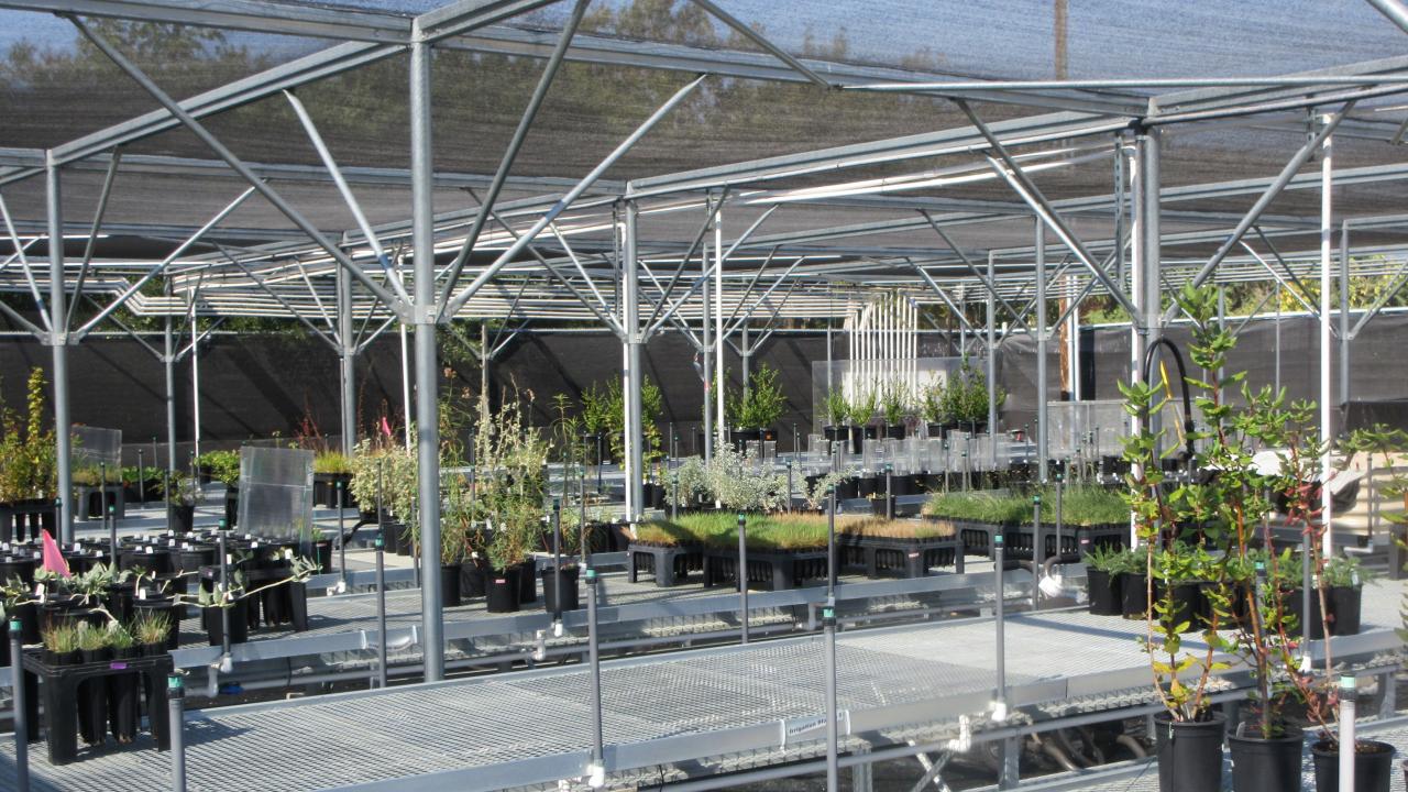 Plants growing in containers on metal benches in a nursery.