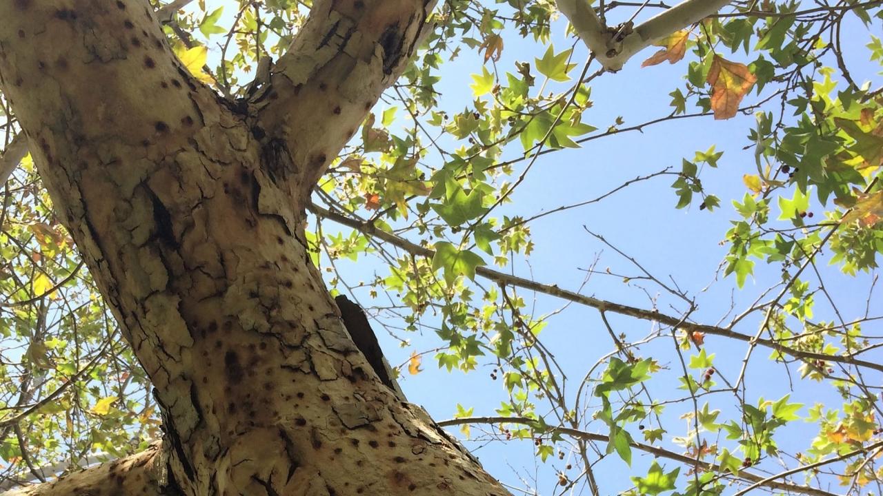A sycamore tree trunk heavily infested with invasive shothole borers