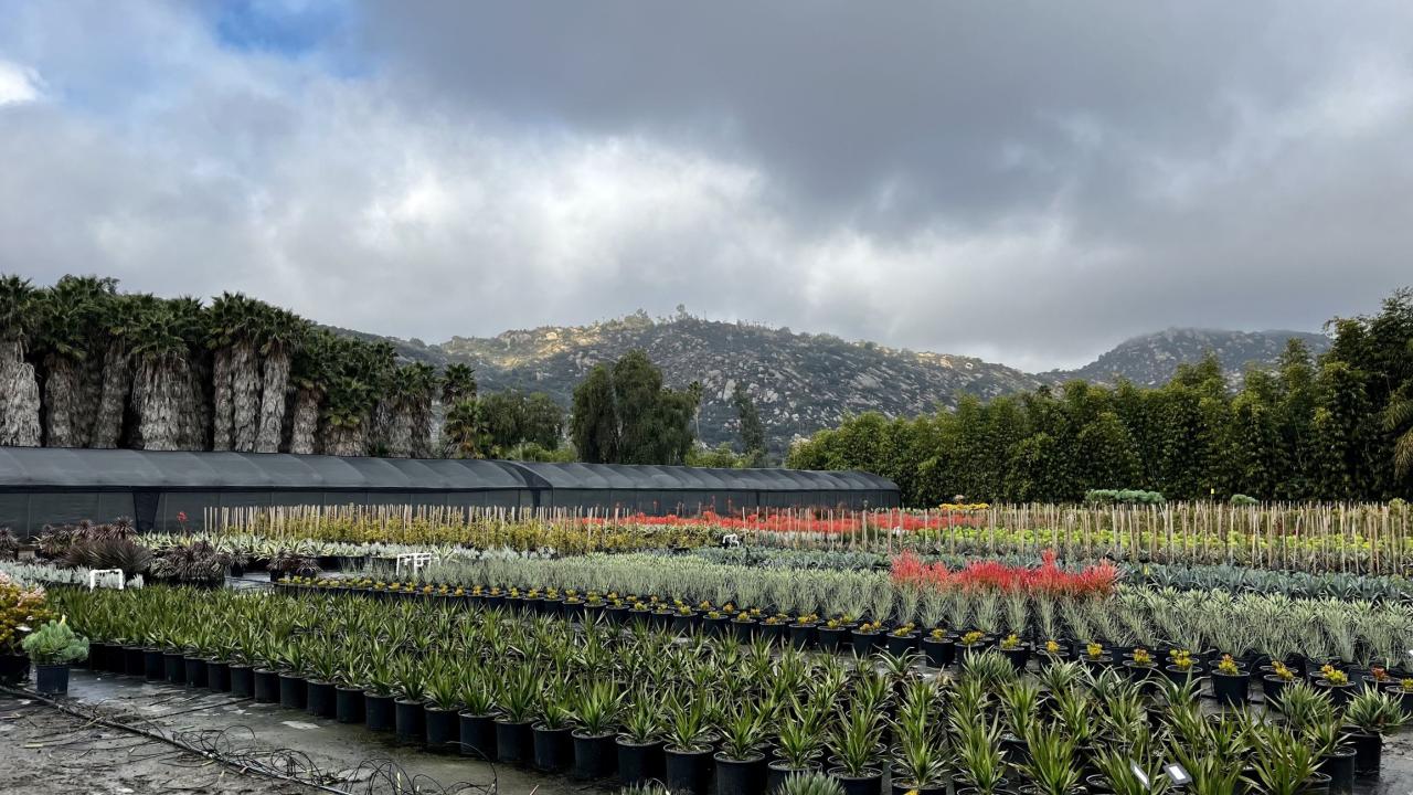 A photo of a nursery growing agave in containers with palm trees and a mountain in the background.