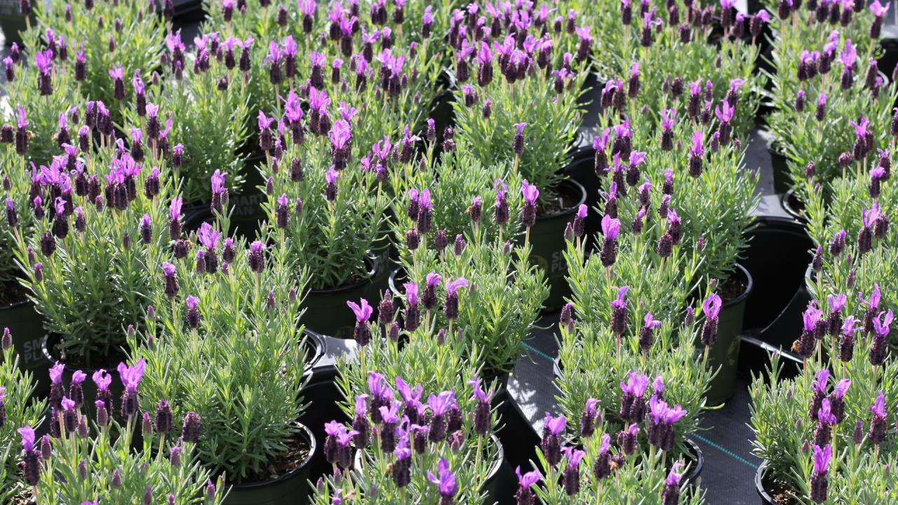 Lavender plants growing in pots in a nursery
