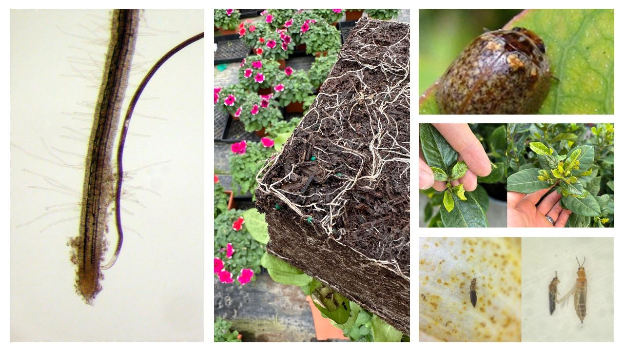 A collage of photos from the newsletter - a nematode feeding on a root, an overturned plant with exposed roots, thrips, damaged leaves, and invasive beetles.