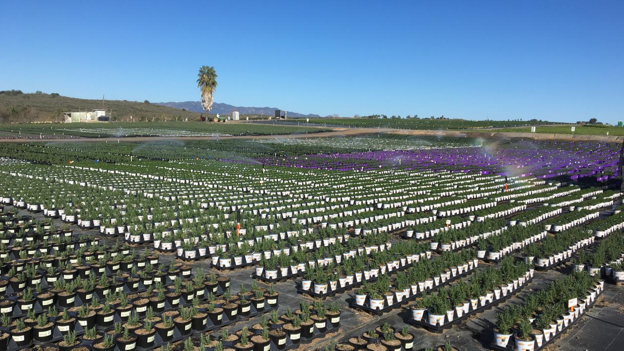a large plant nursery 