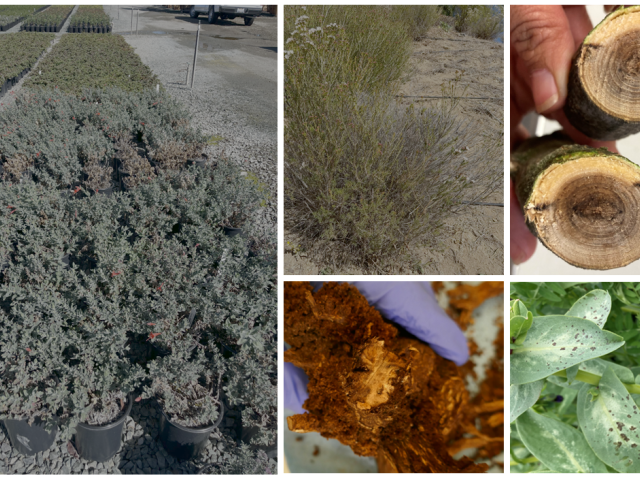 a collage of photos of diseased plants, with chlorosis, root rot, leaf lesions, and vascular discoloration.