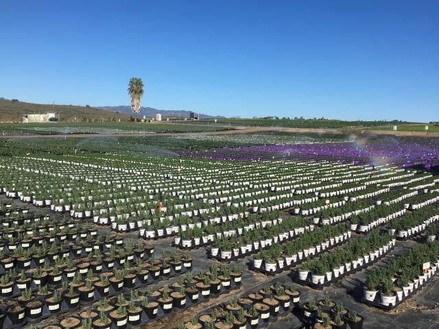 a large plant nursery 