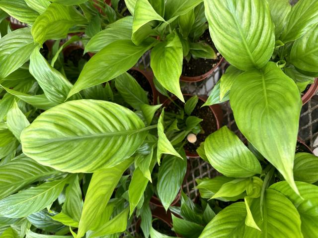 Interveinal chlorosis caused by suspected high pH-related iron deficiency in a greenhouse