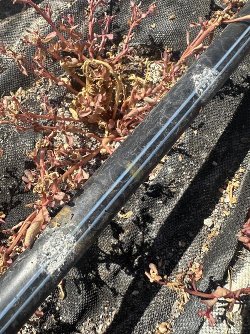 Drip tape emitters clogged by deposits of calcium carbonate 
