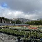 A photo of a nursery growing agave in containers with palm trees and a mountain in the background.