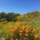 Orange poppies and other wildflowers on a hill