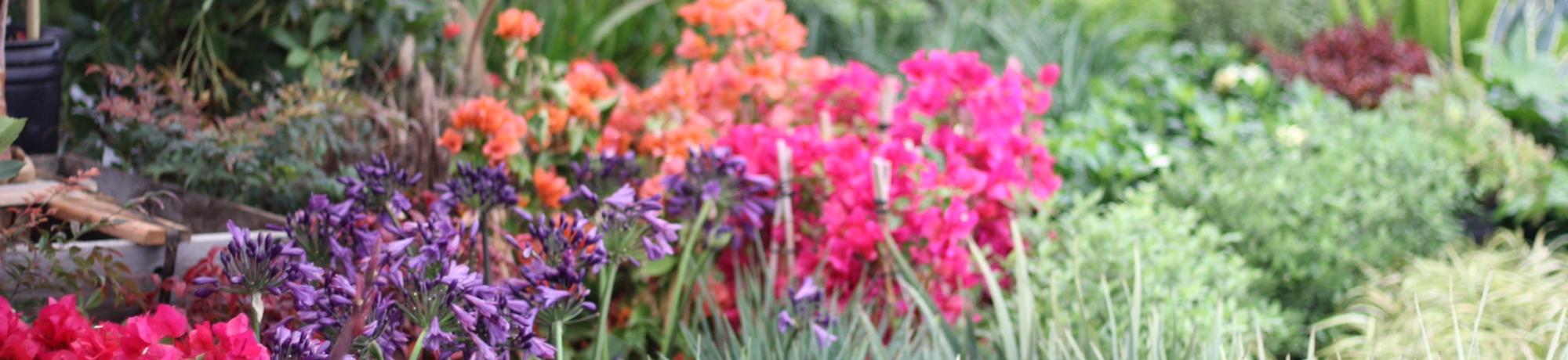 A photo of a variety of colorful plants growing in a nursery